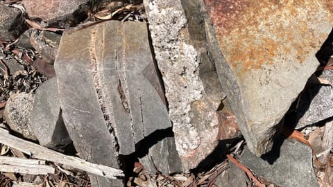 Taronga Project Site - Project development progress
